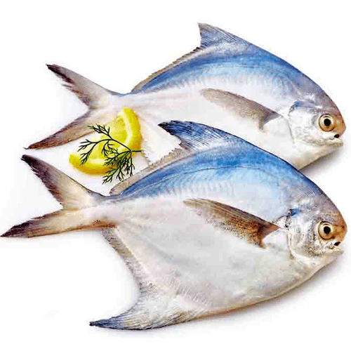 White Pomfret Fish – Nutrition, Health Benefits