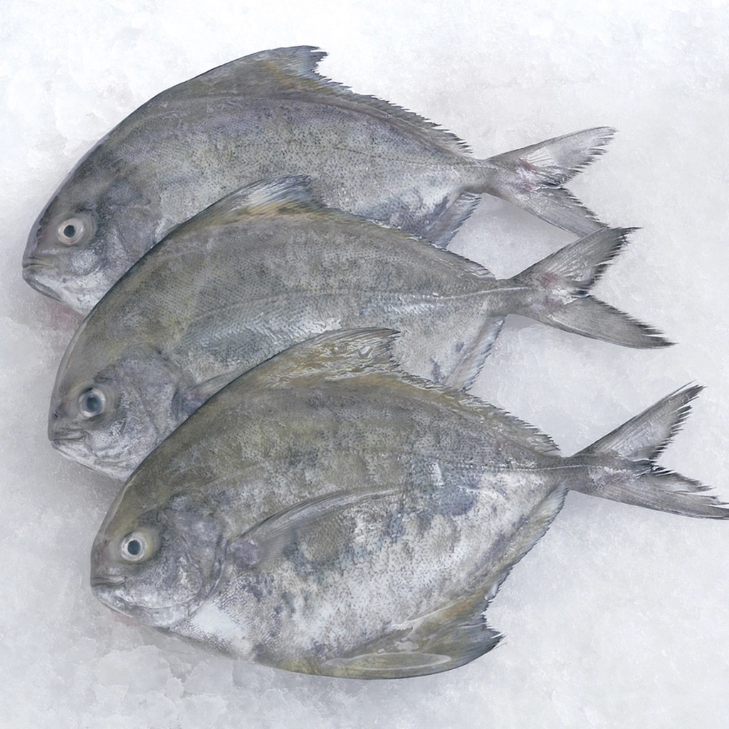 Black pomfret fish near me