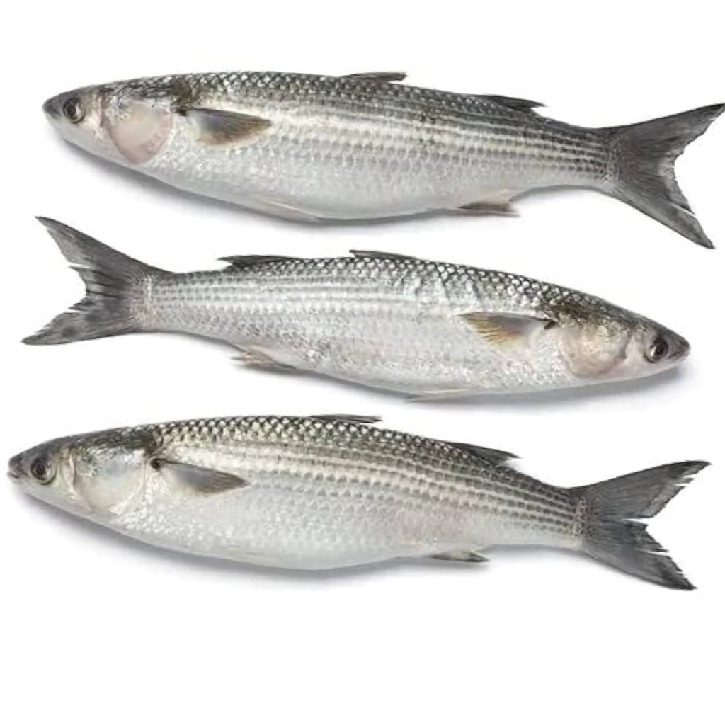 Mullet fish near me