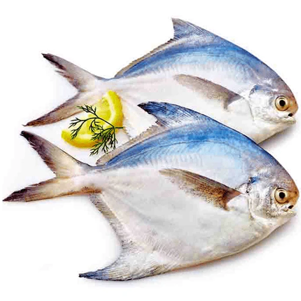 white pomfret fish near me