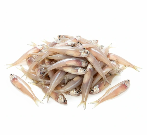 fresh anchovies